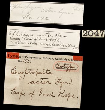 Media type: image;   Invertebrate Zoology OPH-155 Aspect: labels